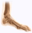 Foot & Ankle Anatomy