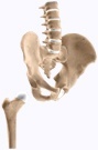 Normal Anatomy of the Hip joint 