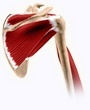 Normal Anatomy of the Shoulder Joint